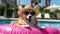 Hello Summer. Super cute corgi dog wearing straw hat and swimming in the pool.