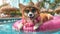 Hello Summer. Super cute corgi dog wearing straw hat and swimming in the pool.