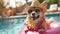 Hello Summer. Super cute corgi dog wearing straw hat and swimming in the pool.