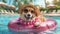 Hello Summer. Super cute corgi dog wearing straw hat and swimming in the pool.