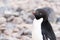 Hello to you from a friendly adelie penguin