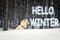 Hello Winter lettering inscription, puppy huskies winter in the forest small dog first snow in the snow