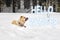 Hello Winter lettering inscription, puppy husky in the winter. Winter, Christmas or New Year postcard