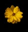 Hellow Yellow flower