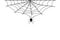 Hellowen spiderweb spiders