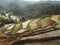The â€œHelmaluâ€ system for paddy Cultivation Central Kandy Village paddy fields morning scenery
