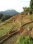 The â€œHelmaluâ€ system for paddy Cultivation Central Kandy Village paddy fields morning scenery