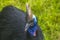 a helmet cassowary in Etty Bay