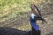 a helmet cassowary in Etty Bay