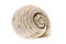 Helmet sea shell - Tonna Galea or Tun Shell. Empty house of a se