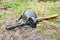 Helmet and submachine gun on ground