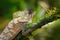 Helmeted basilisk iguana, Corytophanes cristatus, sitting on the tree branch. Lizard in the nature habitat, green forest