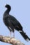 Helmeted Curassow, pauxi pauxi, Adult standing on Branch