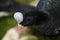 Helmeted Curassow, pauxi pauxi, Portrait of Adult