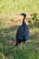 Helmeted fowl, Numida meleagris, large gray bird in the grass