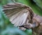 Helmeted Friarbird Honeyeater of Australia