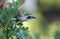 Helmeted friarbird, Philemon buceroides, sitting on tree branch.