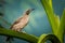 Helmeted friarbird portrait in nature