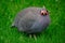 Helmeted Guinea Fowl