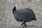 Helmeted Guinea Fowl