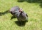 Helmeted guinea fowl on grass