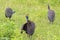 Helmeted guinea fowl, large African game bird with bony casque on head, speckled grey plumage in Tanzania, East Africa