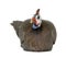 Helmeted guinea fowl - Numida meleagris