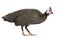 Helmeted guinea fowl - Numida meleagris