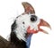 Helmeted guinea fowl - Numida meleagris