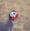 Helmeted Guinea Hen Bird Face