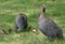 Helmeted Guineafowl