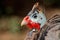 Helmeted guineafowl