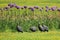 Helmeted guineafowl