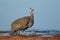 Helmeted guineafowl