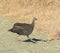 Helmeted Guineafowl