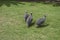 Helmeted guineafowl birds