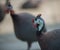 Helmeted Guineafowl Birds Numida meleagris