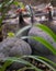 Helmeted Guineafowl Birds Numida meleagris