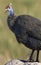 Helmeted Guineafowl - Botswana