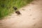 Helmeted guineafowl chick eating.