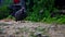 Helmeted guineafowl clean itself