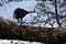 Helmeted guineafowl Couple Kenya Numida meleagris Numididae Numida