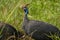 Helmeted guineafowl Couple Kenya Numida meleagris Numididae Numida