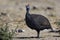 Helmeted guineafowl, Etosha, Namibia