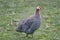 Helmeted guineafowl on the field