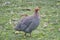 Helmeted guineafowl on the field. Poultry in the household