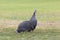 Helmeted Guineafowl, Guinea-fowl, Guinea Fowl, Numida meleagris, on grass, Western Cape, South Africa