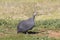 Helmeted Guineafowl, Guinea-fowl, Guinea Fowl, Numida meleagris, on grass, Western Cape, South Africa