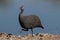 Helmeted guineafowl, guinea fowl is running