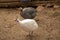 Helmeted Guineafowl or Guineahen running across the veld